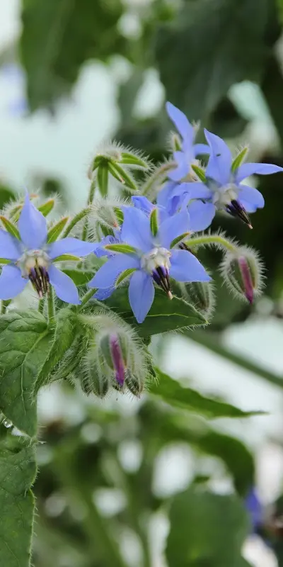 Fleurs comestibles de bourrache pour des assiettes végétales colorées servies en restaurant