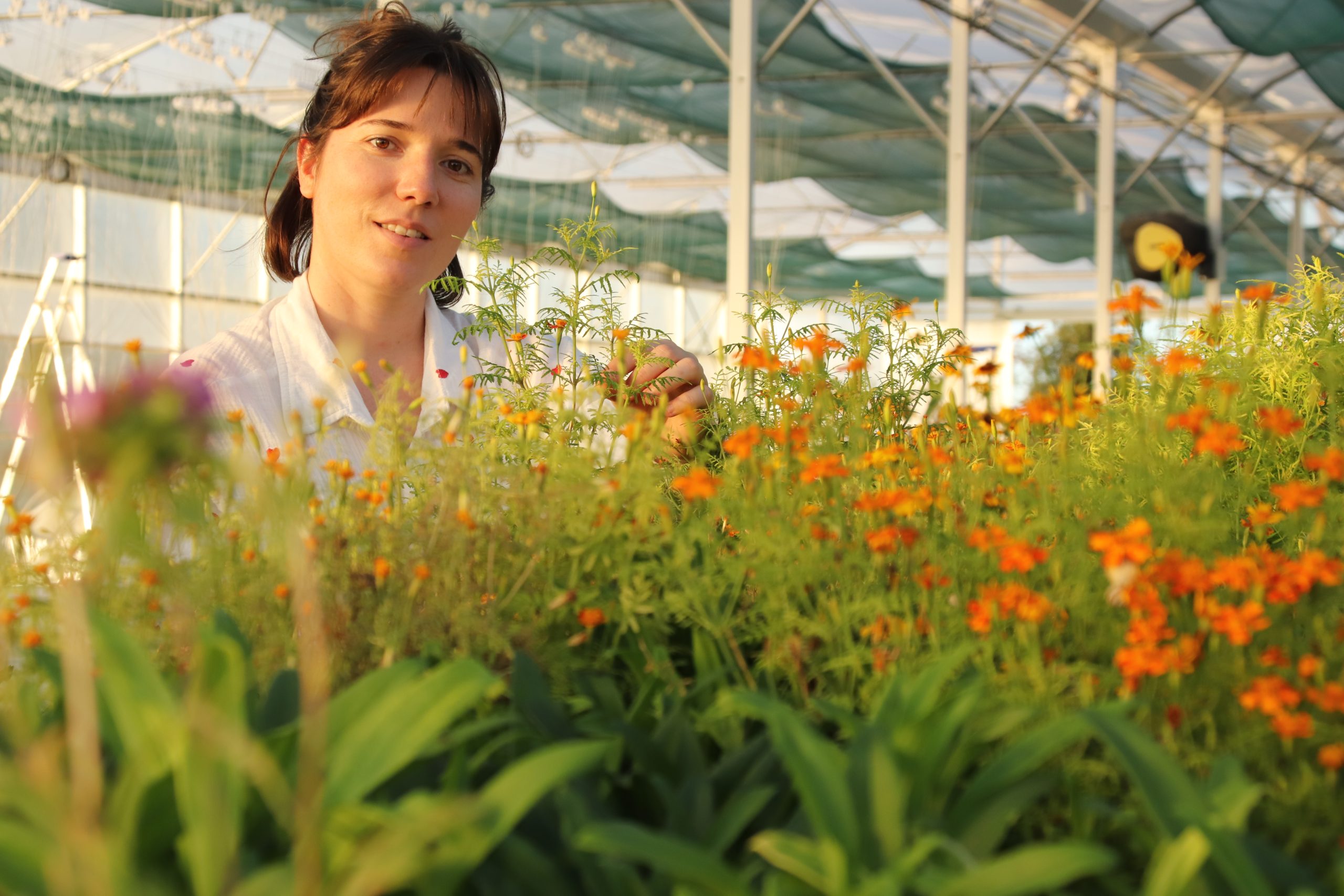 Marlène productrice fleurs et feuilles comestibles