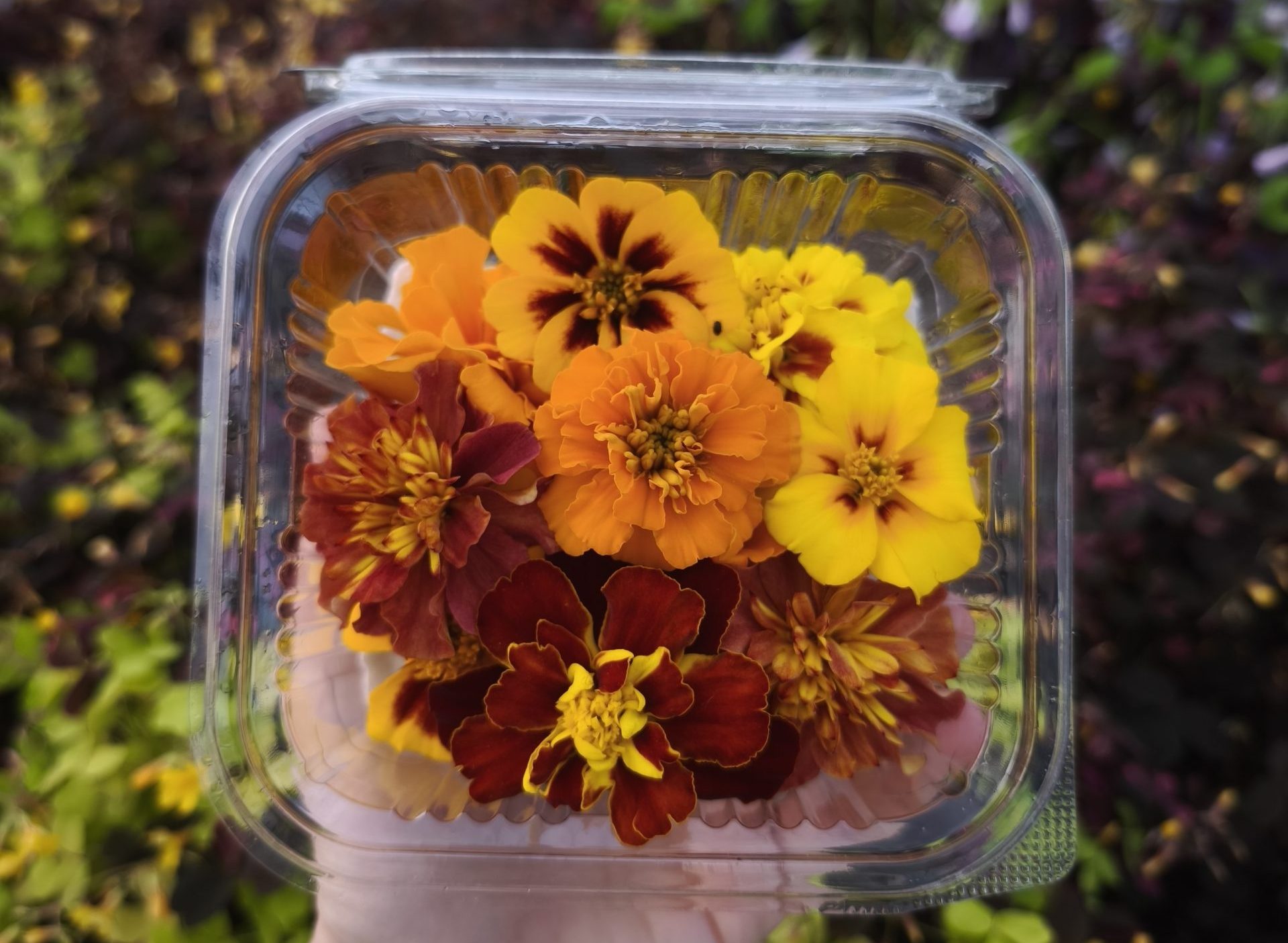 barquette mixte de fleurs comestibles cueillies sur la ferme Mongez-moi